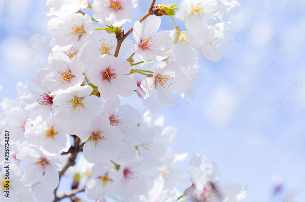 桜の花