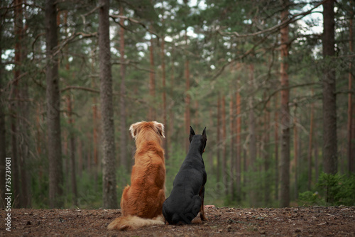 Photography Nova Scotia Duck Tolling Retriever and Standard Pinscher sit side by side, gazing into the forest's depths, a symbol of friendship amidst wilderness
