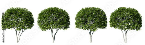 amelanchier tree isolate transparent background.3d rendering PNG photo