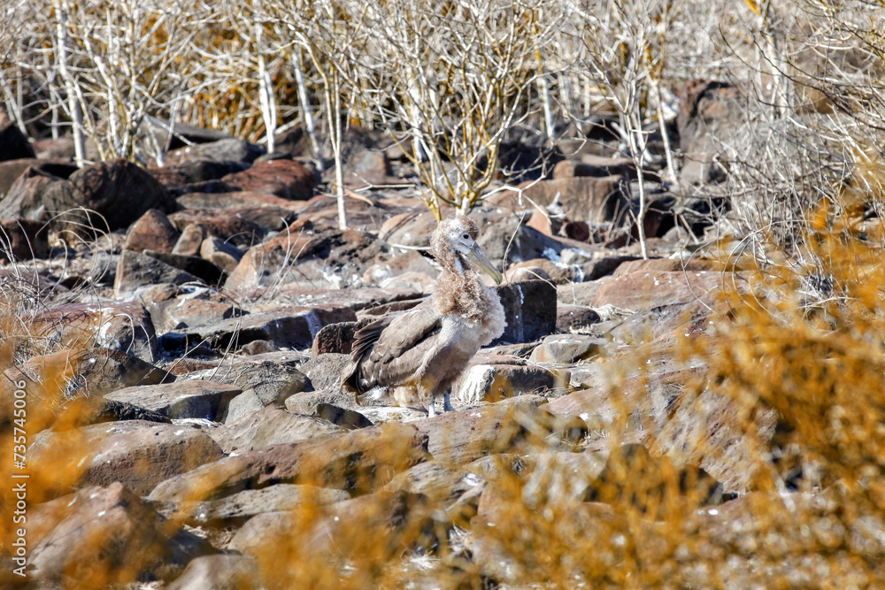 Young Galapagos Waved Albatross Camouflaged in it's Nest Young Galapagos Waved Albatross Camouflaged in it's Nest