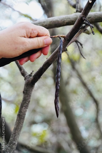 Close up hand picking up ripe carobs hanging from the tree.