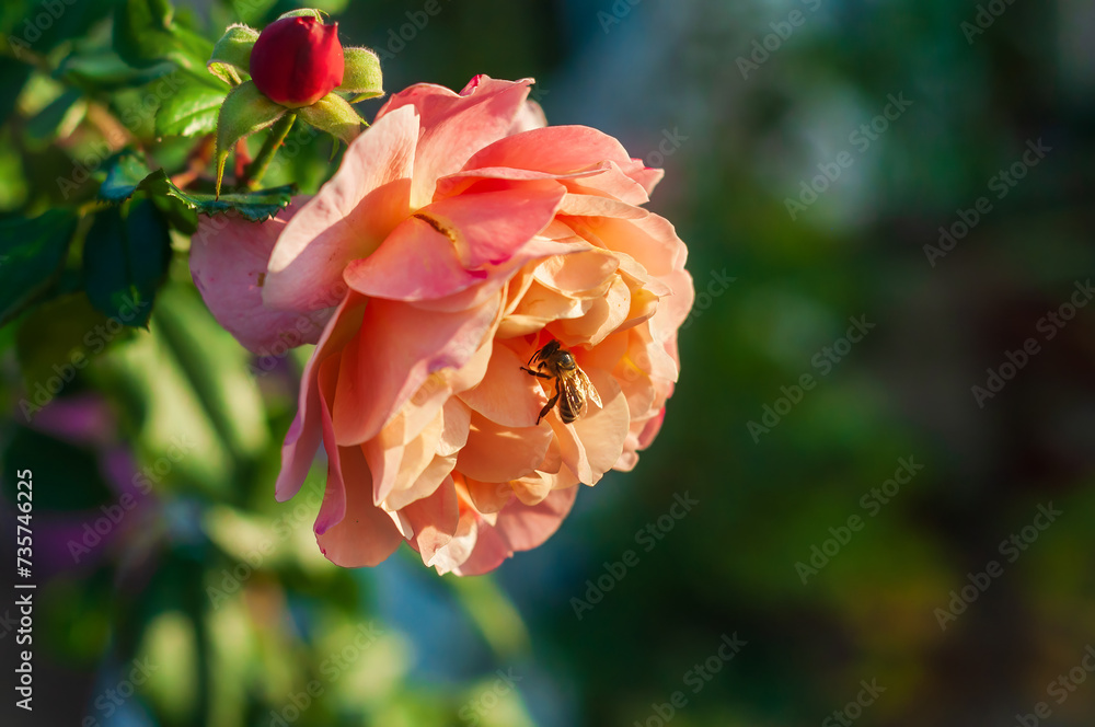 Obraz premium Pink Flower With Bee on It