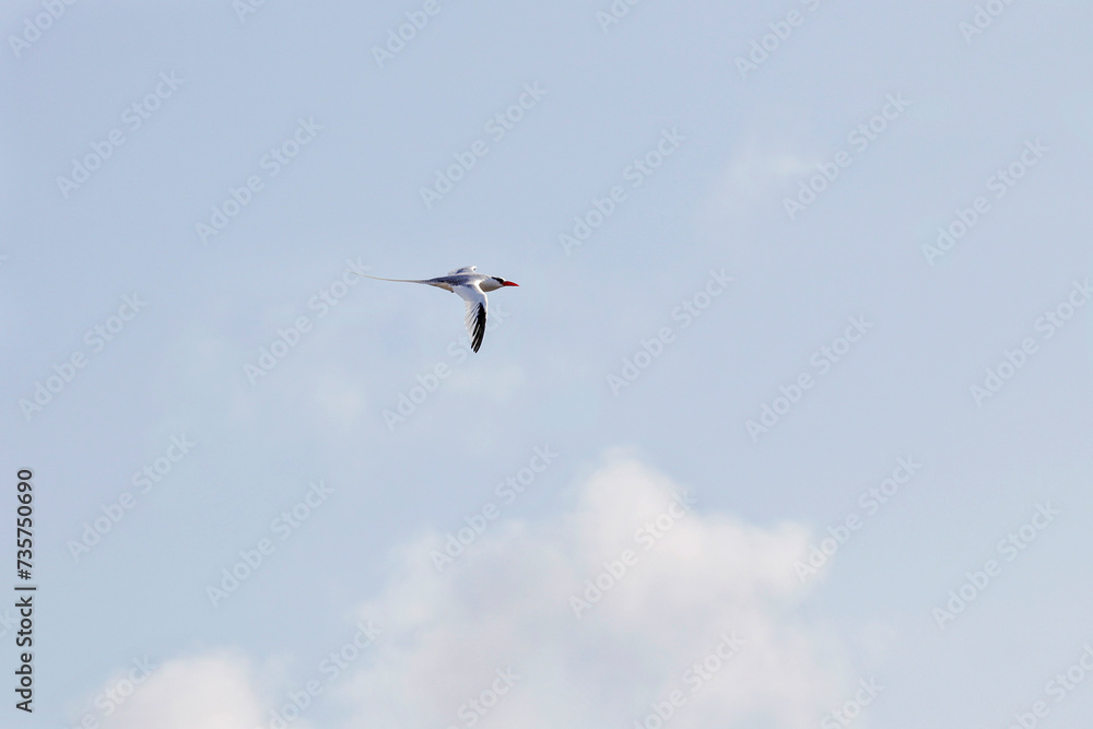 Galapagos Red-billed Tropicbird in Flight
