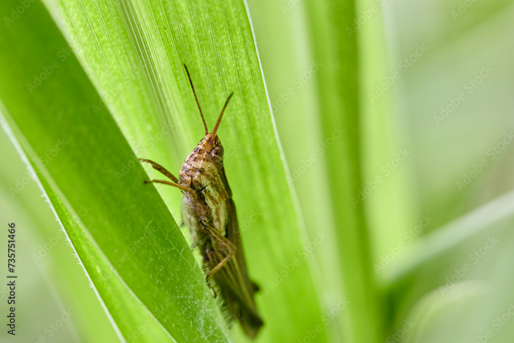 Close-up view of green grasshopper on green leaves
Close-up view of green grasshopper on green leaves