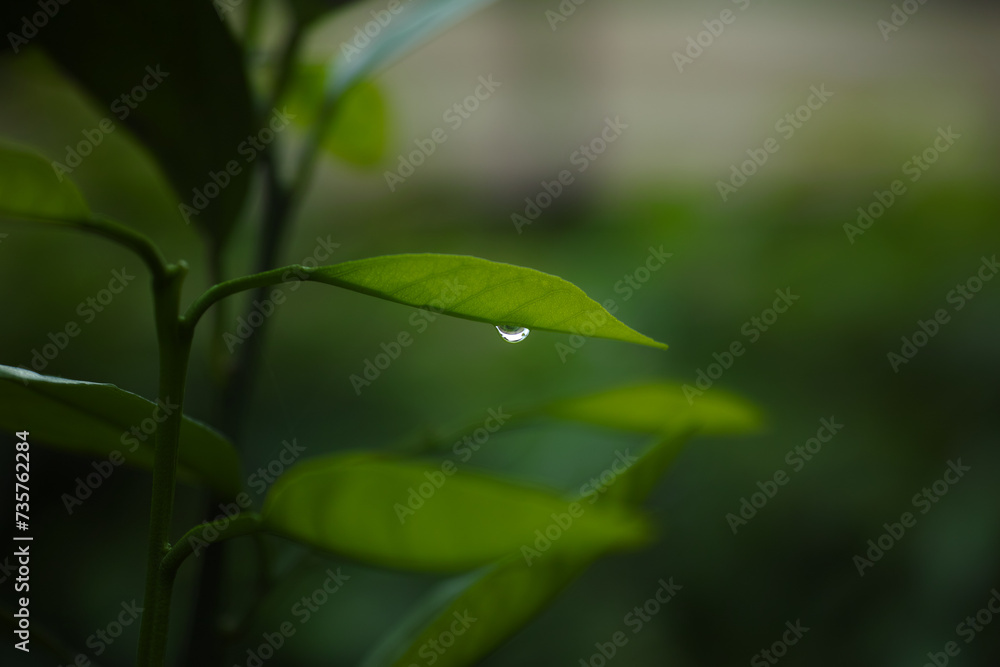 Fototapeta premium 雫