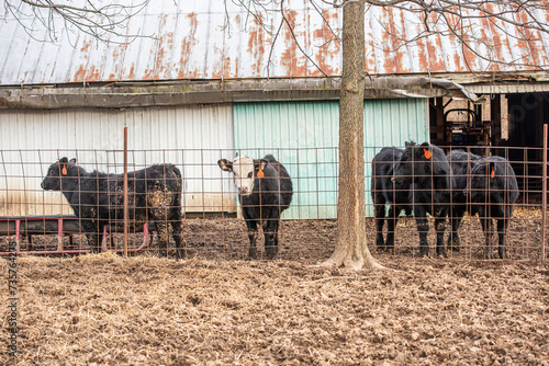 Cows standing next to a fence looking at the camera in front of an abandoned structure in a field