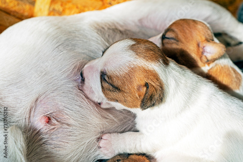 Cute newborn Jack Russell Terrier puppy wets his mother's nipple