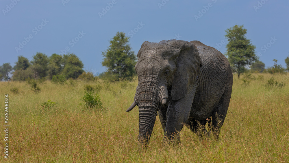 Obraz premium an African elephant bull on the move