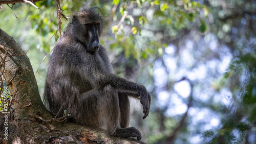 a big chacma baboon male sitting in a tree