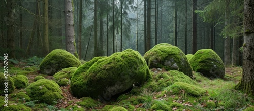 A cluster of moss-covered rocks amidst the lush forest, blending in with the terrestrial plants and natural landscape.