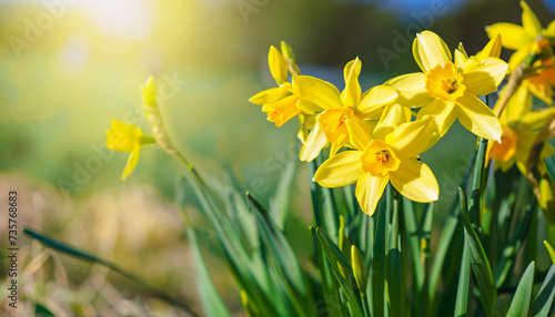 Beautiful Nature spring background with Yellow daffodils flowers. Easter Sunny day With Spring flowers. Springtime. Wide Angle Wallpaper or Web Banner With Copy Space for design