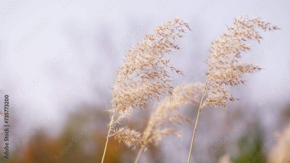 Phragmites Nature in autumn Close up Slow Motion Phragmites Nature in autumn Close up Slow Motion