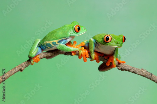 Red-eyed tree frog sitting on branch, red-eyed tree frog (Agalychnis callidryas) closeup © kuritafsheen