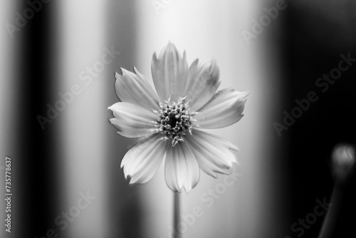 black and white The garden has many types of flowers.The beautiful of Sulfur Cosmos or Yellow Cosmos and green leaf is background
