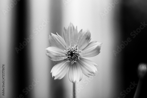 black and white The garden has many types of flowers.The beautiful of Sulfur Cosmos or Yellow Cosmos and green leaf is background