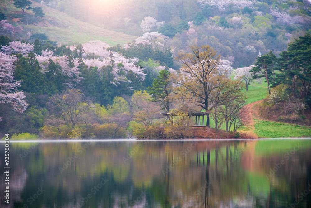 Beautiful cherry blossoms on the mountain in spring and sunrise, South Korea