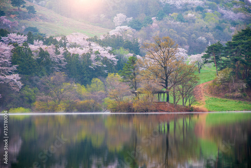 Beautiful cherry blossoms on the mountain in spring and sunrise, South Korea
