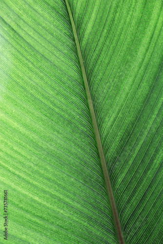 Green palm leaf macro, textured tropical leaves summer tropical plant as natural background. Green monochrome aesthetic botanical texture, wild nature foliage scenery, selective focus, close up