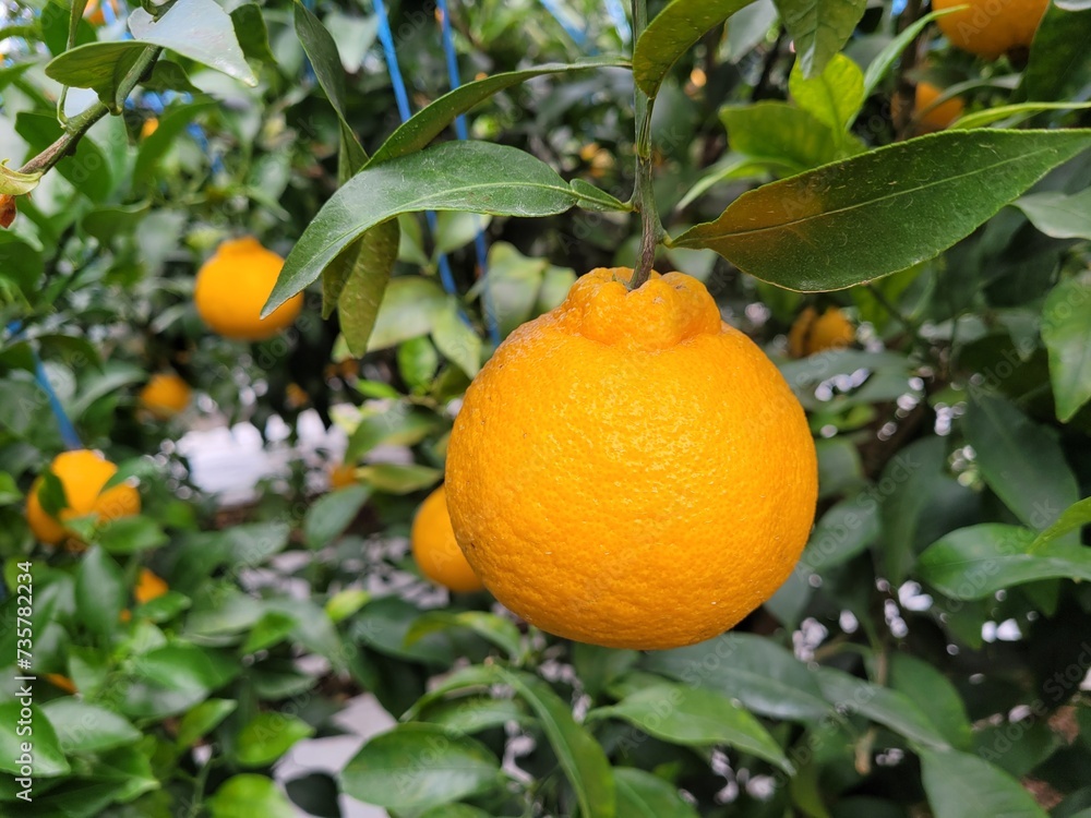Tangerine from Jeju Island, Shiranuhi, Hanrabong