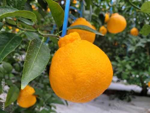 Wallpaper Mural Tangerine from Jeju Island, Shiranuhi, Hanrabong Torontodigital.ca