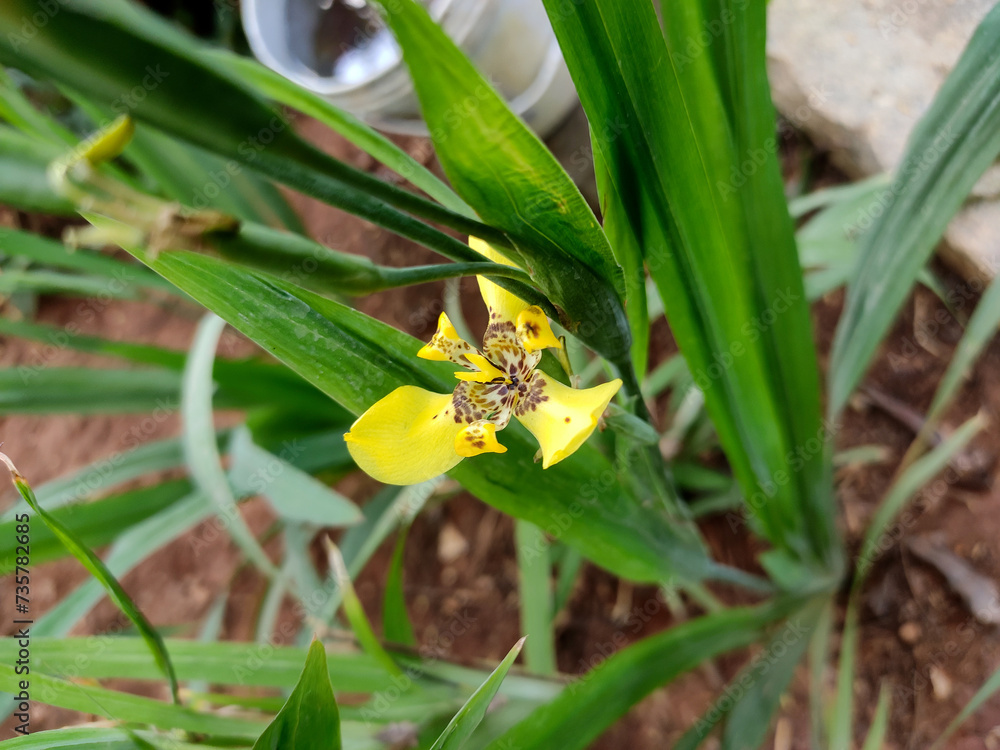 A vibrant yellow Trimezia flower blooms among lush green foliage. Its petals feature intricate brown markings, forming a striking pattern. Surrounded by long, sword-like leaves. A vibrant yellow Trimezia flower blooms among lush green foliage. Its petals feature intricate brown markings, forming a striking pattern. Surrounded by long, sword-like leaves.