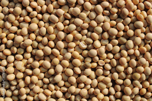 Top view of Soybean seeds