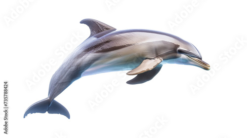 beautiful dolphin fish isolated on transparent background