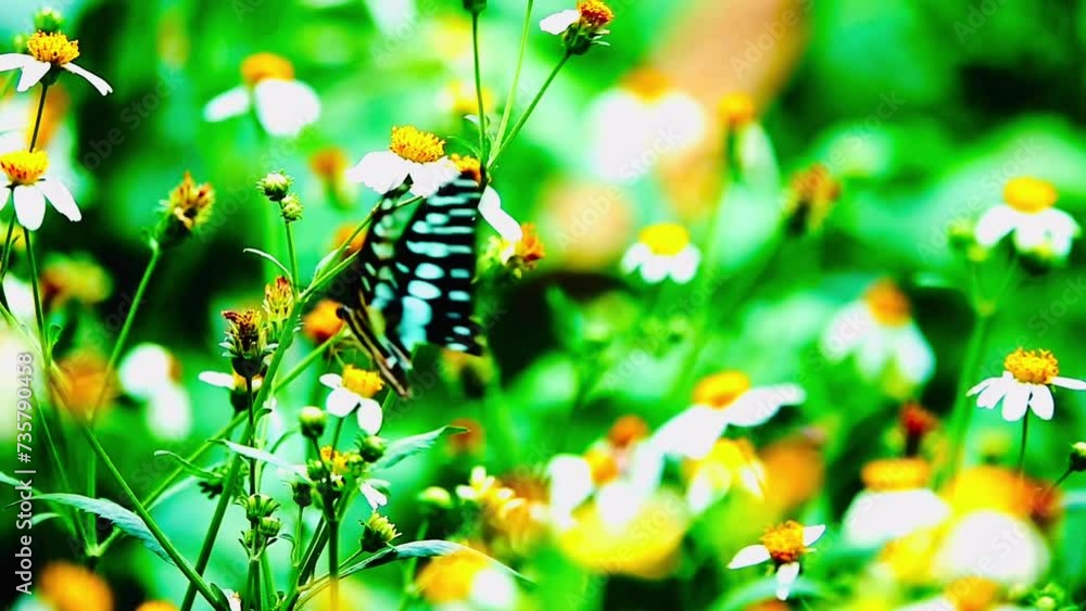 HD 1080p super slow motion Thai beautiful butterfly on meadow flowers nature outdoor HD 1080p super slow motion Thai beautiful butterfly on meadow flowers nature outdoor
