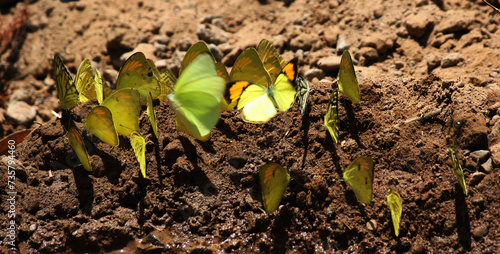 Common grass yellow butterflies (Eurema hecabe) sucking water and nutrients from soil : (pix Sanjiv Shukla)  photo