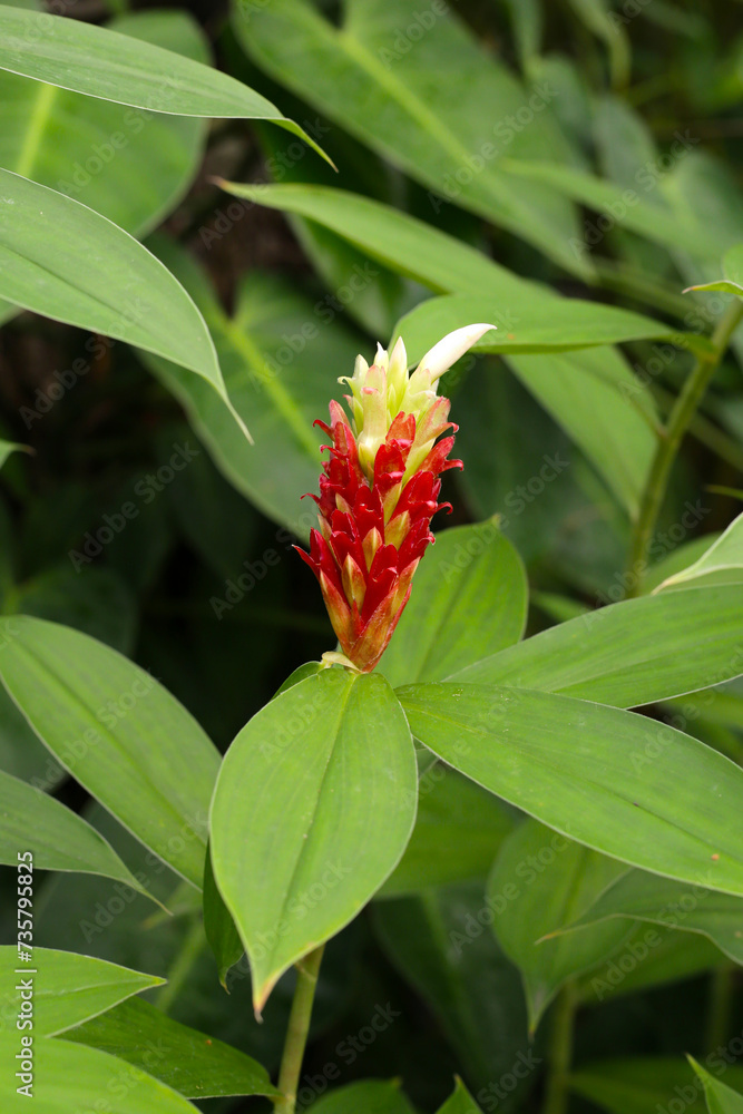 Indian head ginger, Costus speciosus Indian head ginger, Costus speciosus