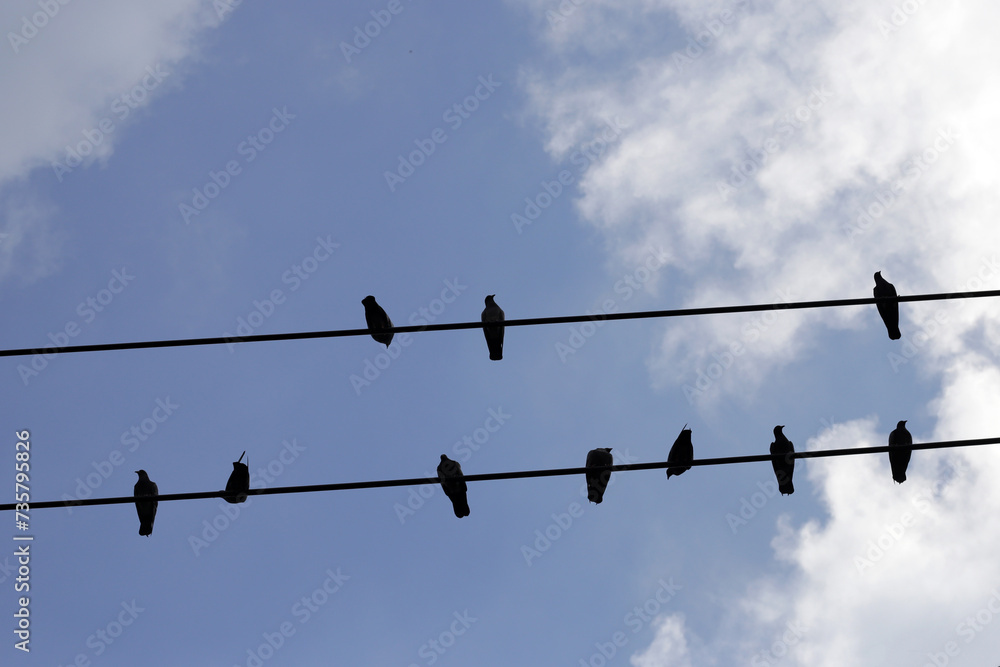 Silhouette birds on wire cable against blue sky