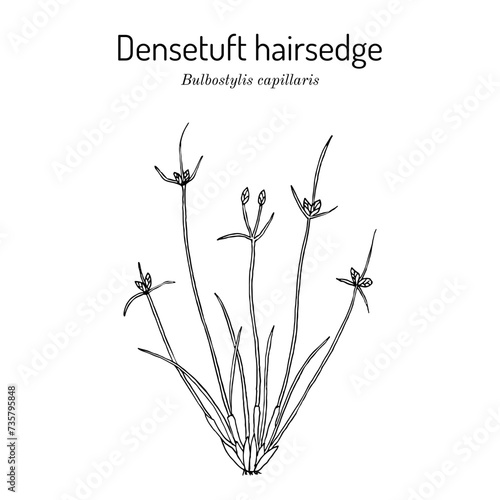 Densetuft hairsedge or threadleaf beakseed (Bulbostylis capillaris), medicinal plant