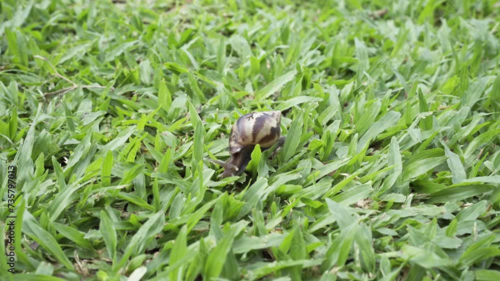 Garden Snail Slowly Moving On The Green Nature Landscape. Lock down shot. Garden Snail Slowly Moving On The Green Nature Landscape. Lock down shot.