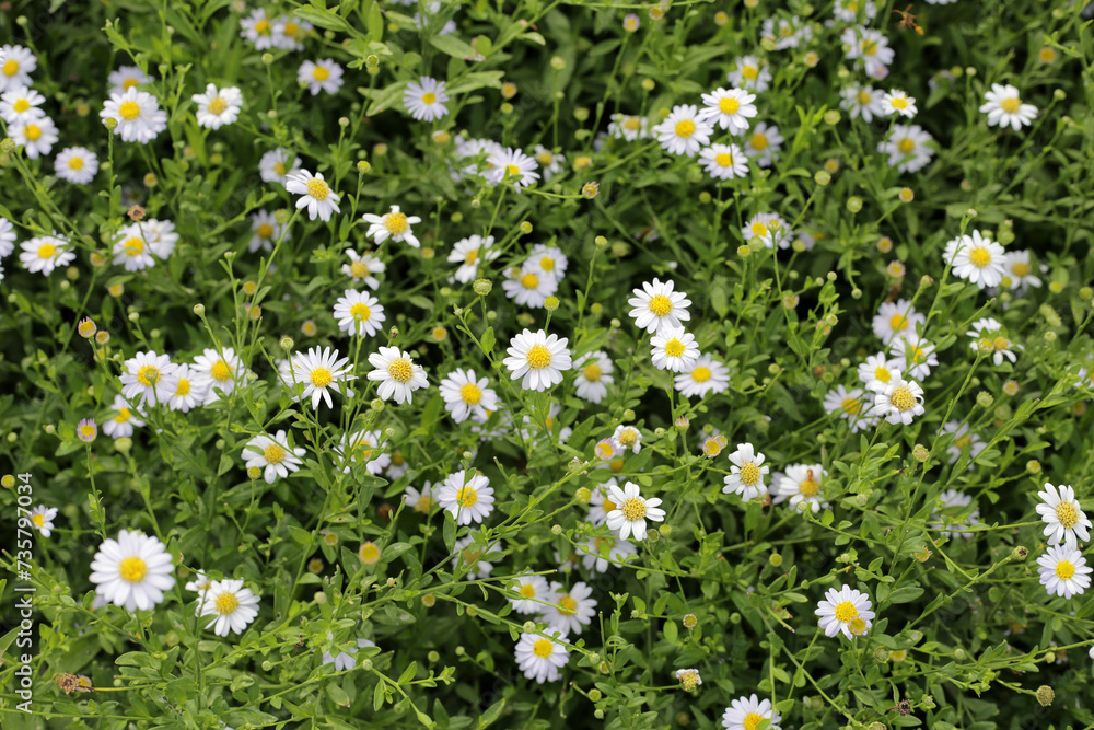 Marguerite white flower, Marguerite Daisy