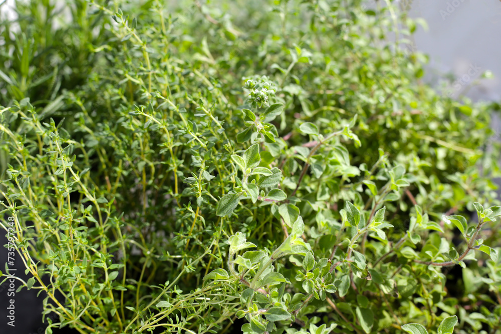 Fresh herbs in the garden Fresh herbs in the garden