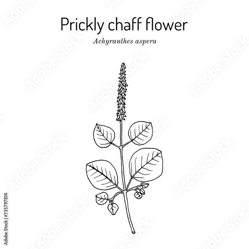 Prickly chaff-flower (Achyranthes aspera), medicinal plant