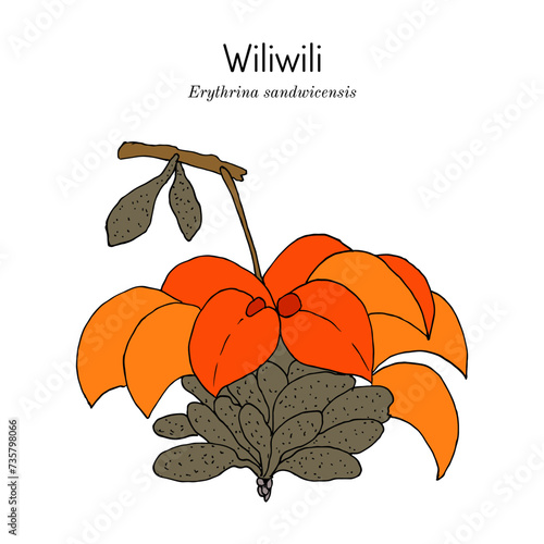 Wiliwili (Erythrina sandwicensis), medicinal plant photo