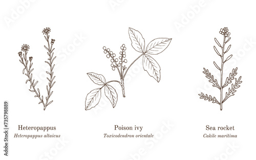 Collection of edible and medicinal plants