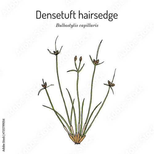 Densetuft hairsedge or threadleaf beakseed (Bulbostylis capillaris), medicinal plant