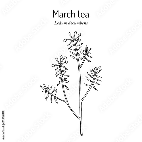 Marsh tea (Ledum decumbens), medicinal and honey plant