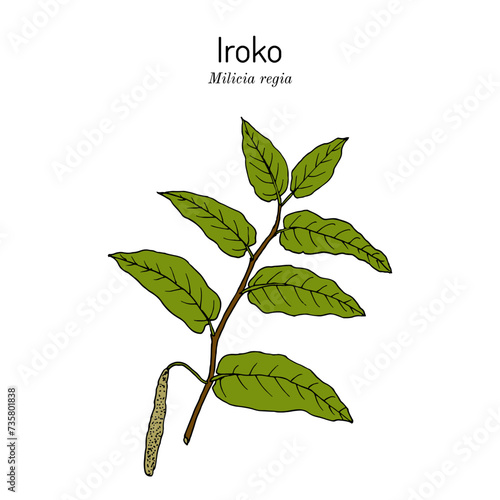 Iroko (Milicia regia), medicinal plant photo