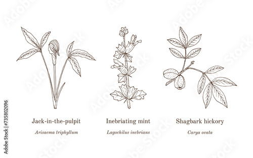 Collection of edible and medicinal plants photo