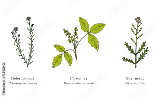 Collection of edible and medicinal plants