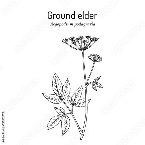 Ground elder (Aegopodium podagraria), edible and medicinal plant. Hand drawn botanical vector illustration.