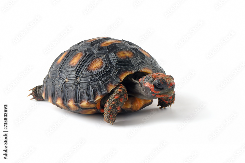 Obraz premium Cherry Head turtle closeup on isolated backgtound, Cherry Head closeup