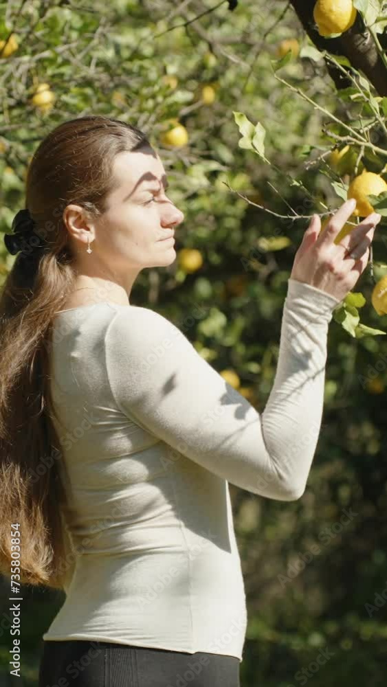 Woman Takes in Hands Ripe Lemons Hanging from the Tree and Examines Them in the Sunlight. Woman Takes in Hands Ripe Lemons Hanging from the Tree and Examines Them in the Sunlight.