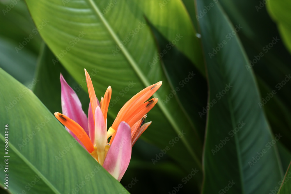 Obraz premium Blooming Strelitzia Reginae flowers among green leaves, Strelitzia Reginae flowers