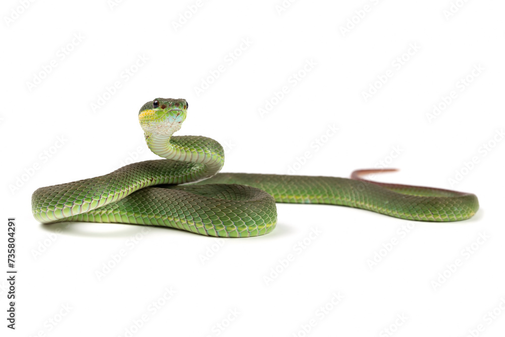 Obraz premium Trimeresurus Insularis closeup on isolated background, Indonesian viper snake closeup