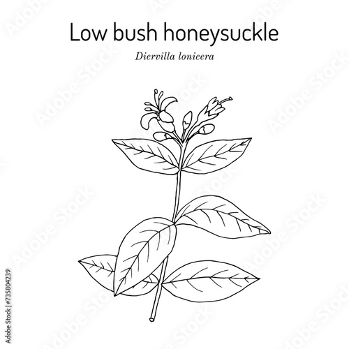 Low bush honeysuckle (Diervilla lonicera,), medicinal plant