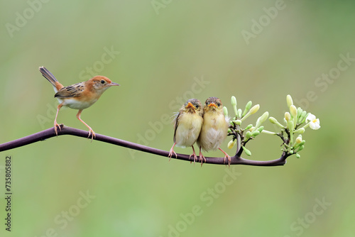 Zitting Cisticola bird feeds its two hungry chicks on a branch, Baby Zitting Cisticola bird waiting for food from its mother, Zitting Cisticola bird on branch